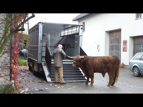 Pilotprojekt Schlachtung