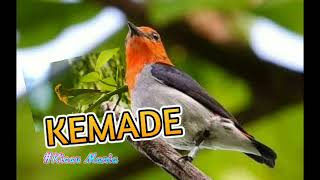 Download lagu SUARA PIKAT BURUNG KEMADE(burung Cabe-cabean/cit)|SUARA MASTERAN&RELAKSASI AIR mp3