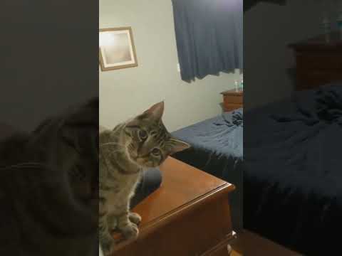 wow cats #hashtags #description