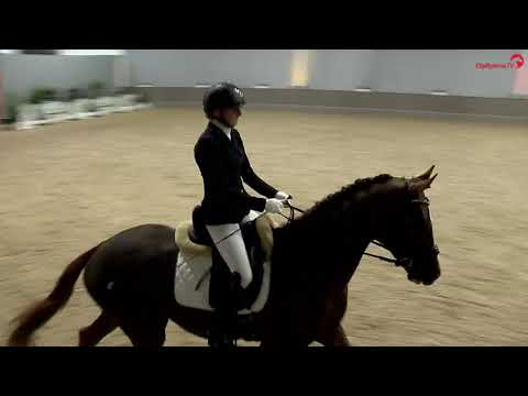 Vandenberg * 2020 - Privathengstschau 2024