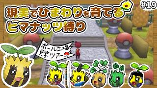 【ポケモンXY】ヒマナッツがひんしになったら『現実で向日葵を育てる縛り』#19