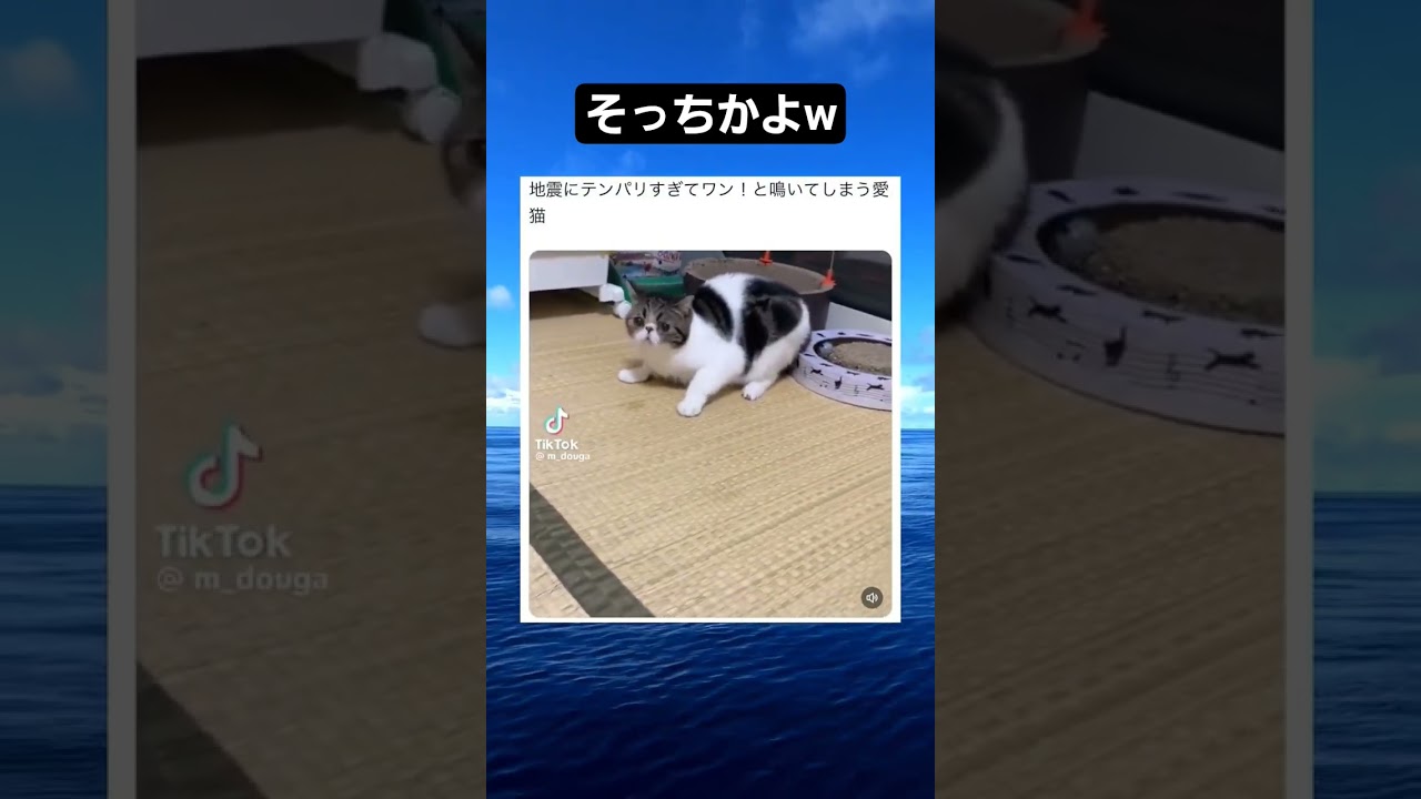 音量上げてみてね！#チャレンジムービー #当たり動画 #面白集 #バズれ