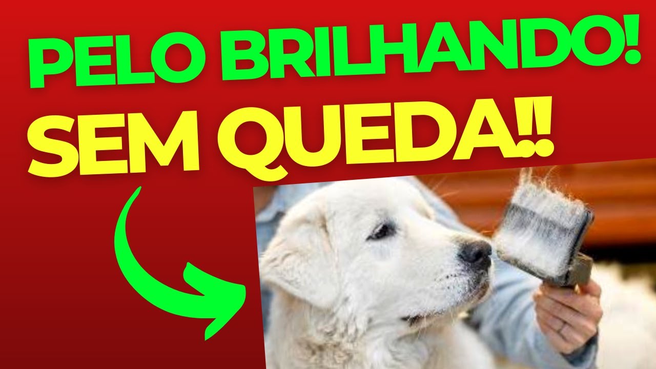 7 alimentos DEIXAM PELO BRILHANDO e SEM QUEDA do teu cachorro!