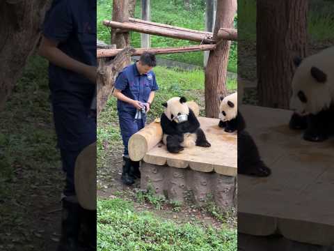 What a clever panda! It thinks keeper can't see it by blocking its face with a basin! #panda #cute