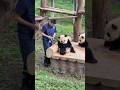 What a clever panda! It thinks keeper can't see it by blocking its face with a basin! #panda #cute