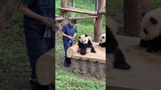 Download lagu What a clever panda! It thinks keeper can't see it by blocking its face with a basin! #panda #cute mp3