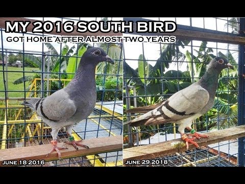 MY SOUTH 2016 CAME BACK HOME AFTER ONE YEAR RACING PIGEON
