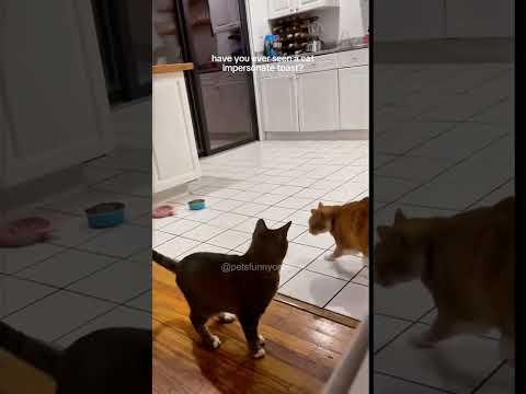 cat video#cat#catfancy#cutecat#nicecat#Funny