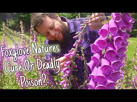 Foxglove: The Flower With The Power To Cure Or Kill 🌸