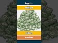 trillion - billón video thumbnail