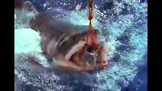 Lời Dịch Bai Hat Nom Nom Nom Nom Nom Nom Nom Parry Gripp