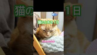 it's a cat.猫です！うちの猫の日常。りつver.#cat #animals #子ネコ #kitten #猫のいる暮らし #ねこのいる生活 #youtubeshorts