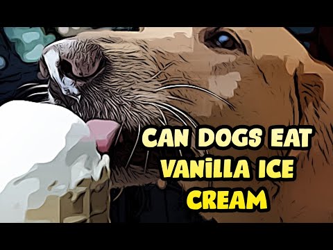 YouTube video about: Can dogs have vanilla frosty?