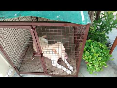 GAGGY LAMBERDAR.BAPPIANA(3)