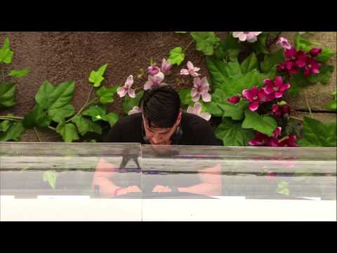 Tomorrowland 2013 - Thomas Gold (full set)