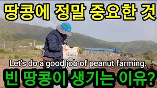 땅콩농사 이걸 꼭 넣어야 빈땅콩이 안생겨요~ Let's do a good job of peanut farmi…