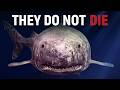 We Were Completely WRONG About the Greenland Shark