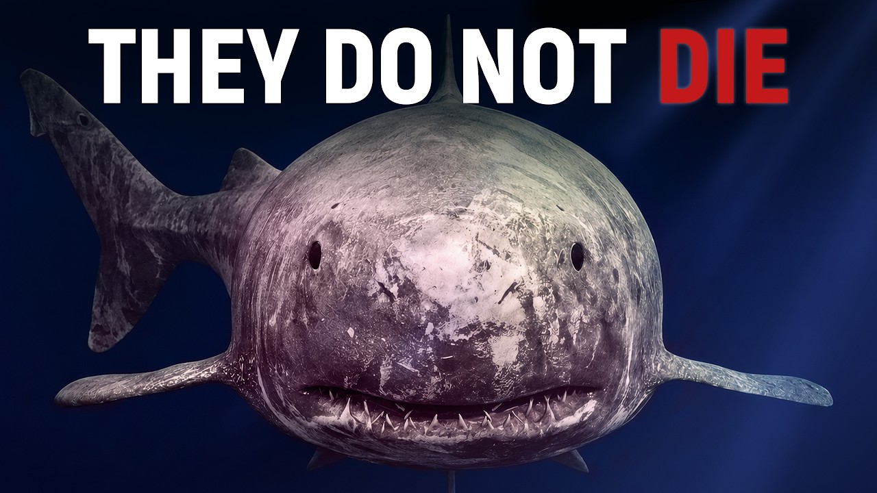 We Were Completely WRONG About the Greenland Shark