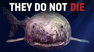 We Were Completely WRONG About the Greenland Shark