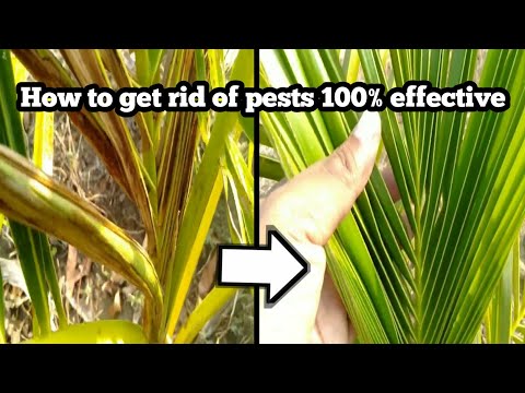 How to get rid of pests 100% effective | coconut cops
