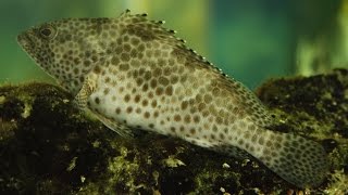 preview picture of video 'Mauritius - Aquarium von Piments'