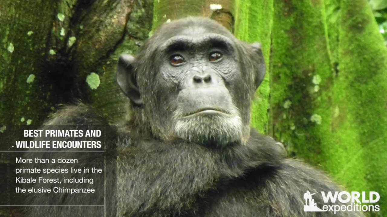 Uganda Gorilla Tours | Witness Primates & Wildlife with World Expeditions