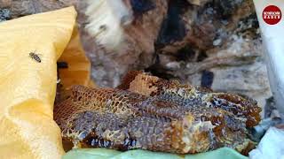 Balını Kayadan Çıkarıyor