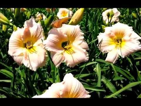 download lagu mp3 mp4 Hemerocallis Barbara Mitchell, download lagu Hemerocallis Barbara Mitchell gratis, unduh video klip Hemerocallis Barbara Mitchell