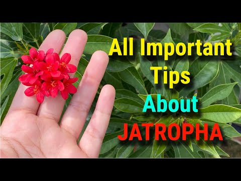 , title : 'Jatropha | How to Grow and Care Jatropha Plant | Permanent Flowering Plants