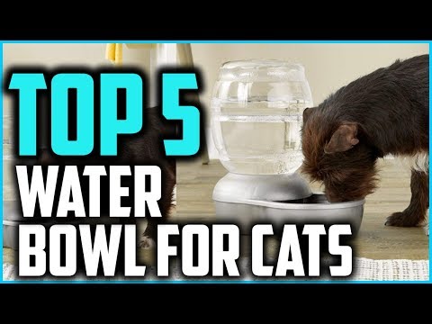 Best Water Bowl for Cats  in 2021