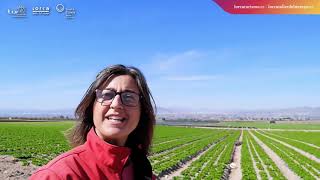 Capítulo 33. Un hecho de armas en Lorca: La batalla de los Alporchones.  Comparte Un Patrimonio...