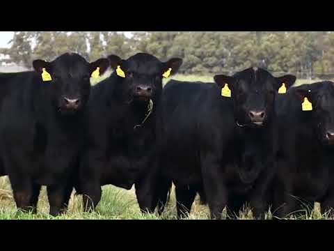 Toros A Angus PP Negros   Estancias y Cabaña Don Benjamín   Próximo remate Martes 16 de Agosto – Can