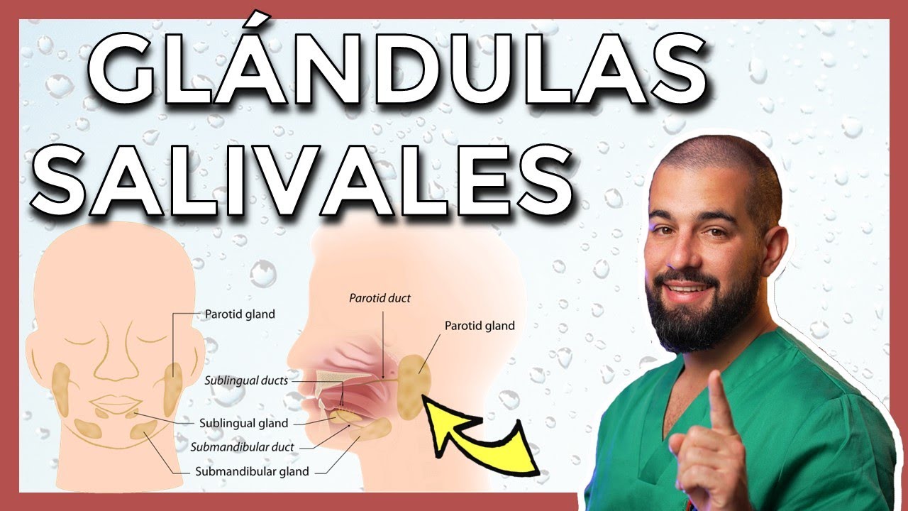 GLÁNDULAS SALIVALES mayores. PARÓTIDA – SUBMANDIBULAR – SUBLINGUAL, y sus conductos.