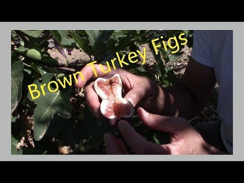 download lagu mp3 mp4 Black Genoa Fig Vs Brown Turkey, download lagu Black Genoa Fig Vs Brown Turkey gratis, unduh video klip Black Genoa Fig Vs Brown Turkey