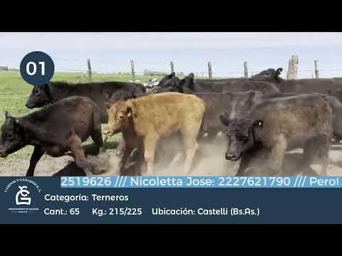 Lote Machos - Castelli Bs As