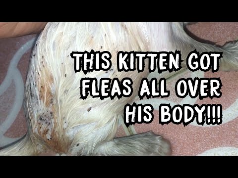 Stray kitten got so many fleas all over the body