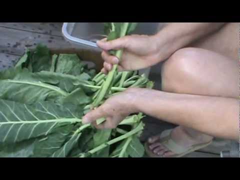 download lagu mp3 mp4 Freezing Mustard Greens Without Blanching, download lagu Freezing Mustard Greens Without Blanching gratis, unduh video klip Freezing Mustard Greens Without Blanching