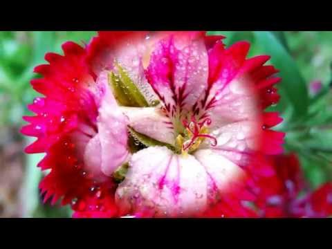 ** Sweet Morning Dew **   -      Oliver Shanti