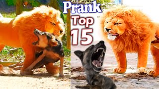 Best Prank Collection Top 15 - Fake Lion Prank Rea