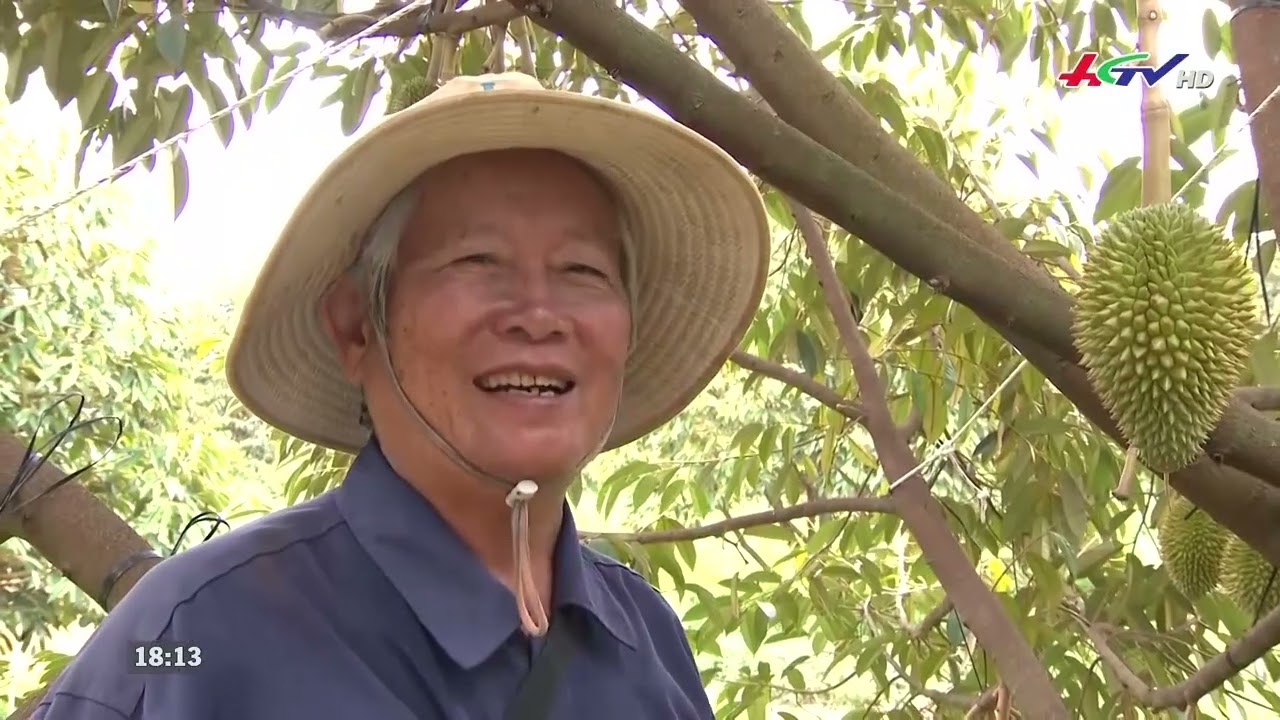 Kinh Nghiệm Giúp Sầu Riêng Sạch Bệnh, Trái Đẹp 2