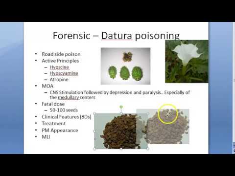 2nd YouTube video about how many datura seeds can kill you