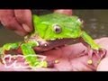 Tripping on Hallucinogenic Frogs (Part 1/3)