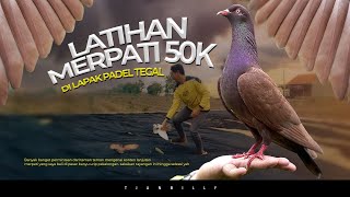 Download lagu FLYING TEST OF MARKET PIGEONS AT THE TEGAL PADEL LAYOUT mp3