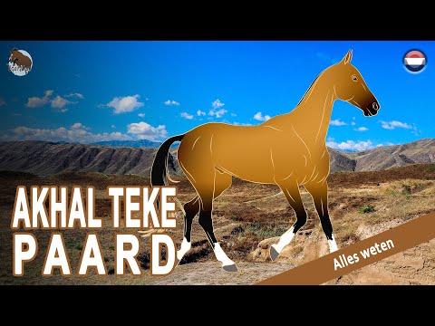 , title : 'AKHAL TEKE PAARD, een heel oud ras dat afstamt van de beroemde Turkmeense paarden, PAARDEN RASSEN'