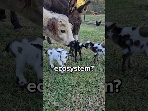 What do Goats do For the Ecosystem? 😳