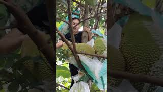 Download lagu Harvesting our sweet jackfruit mp3