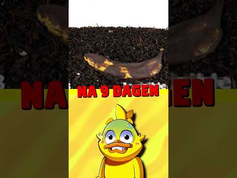 Zo Ziet Een BANAAN Eruit Na 100 DAGEN..🤐🤮