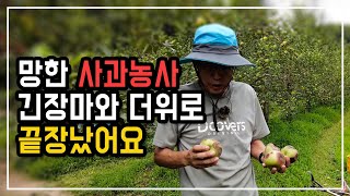 망한 사과농사 올해는 긴장마와 잦은비, 탄저병, 비, 더위,로 끝장났어요