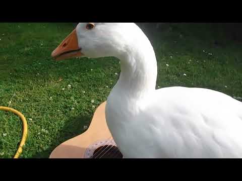 Untitled Goose Game Theme