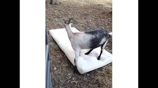 Matilda testing out her new mattress